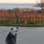 Koczor Winery & 게스트하우스 블로톤퓌레드