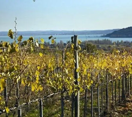 Koczor Winery &