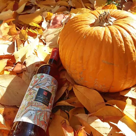 게스트하우스 Koczor Winery & 블로톤퓌레드