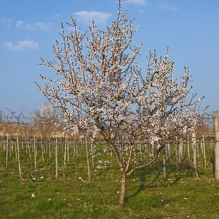 Koczor Winery & Πανσιόν Balatonfüred