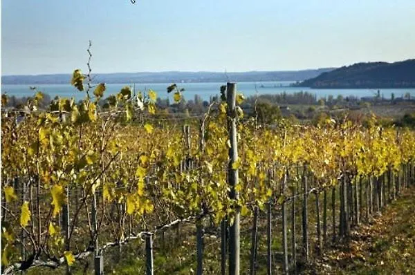 Koczor Winery &