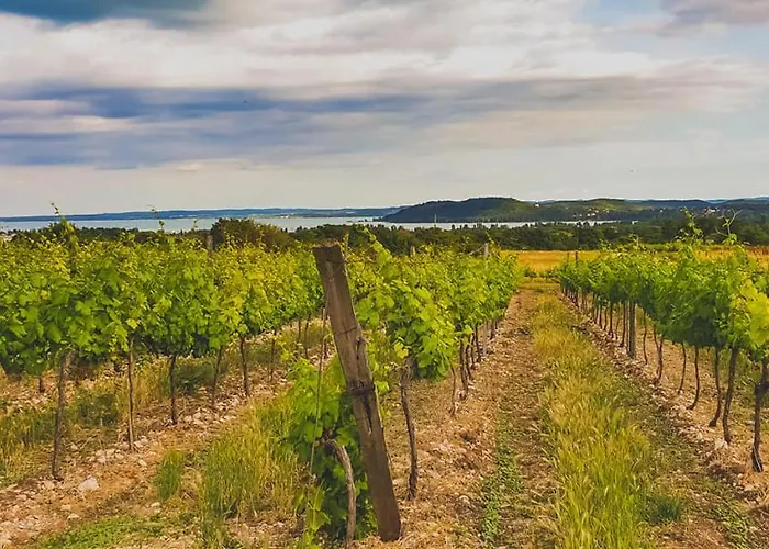 Pensiune Koczor Winery &