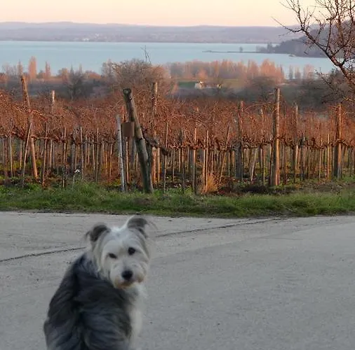 Koczor Winery & Pensiune Balatonfüred